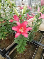 [4604 VZ W08 0535-01 Ripasso No01.JPG]